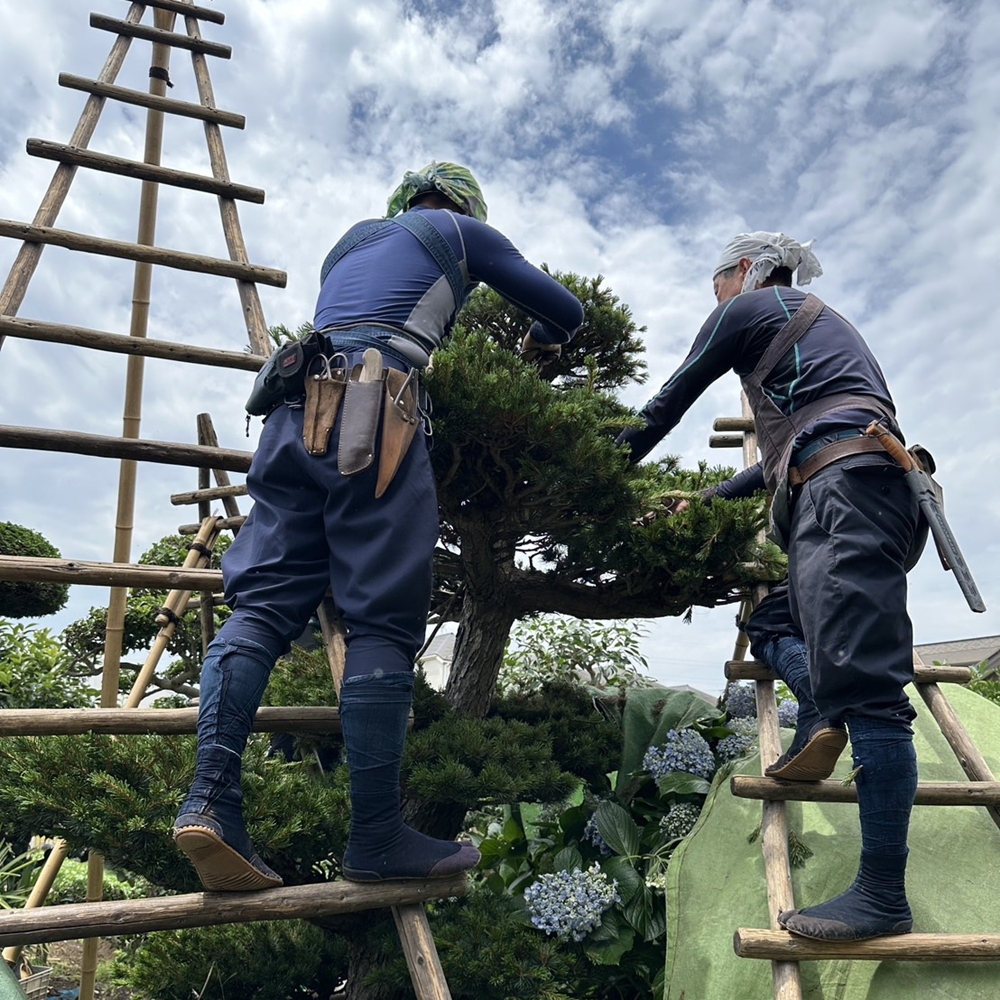 川崎市植木職人求人情報|株式会社小林植木