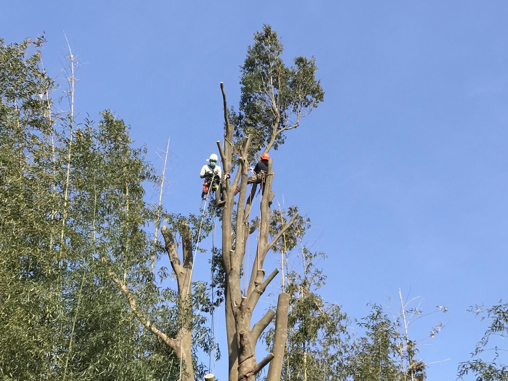 川崎市植木職人求人情報｜株式会社小林植木